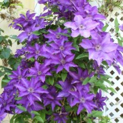 clematis-the-president