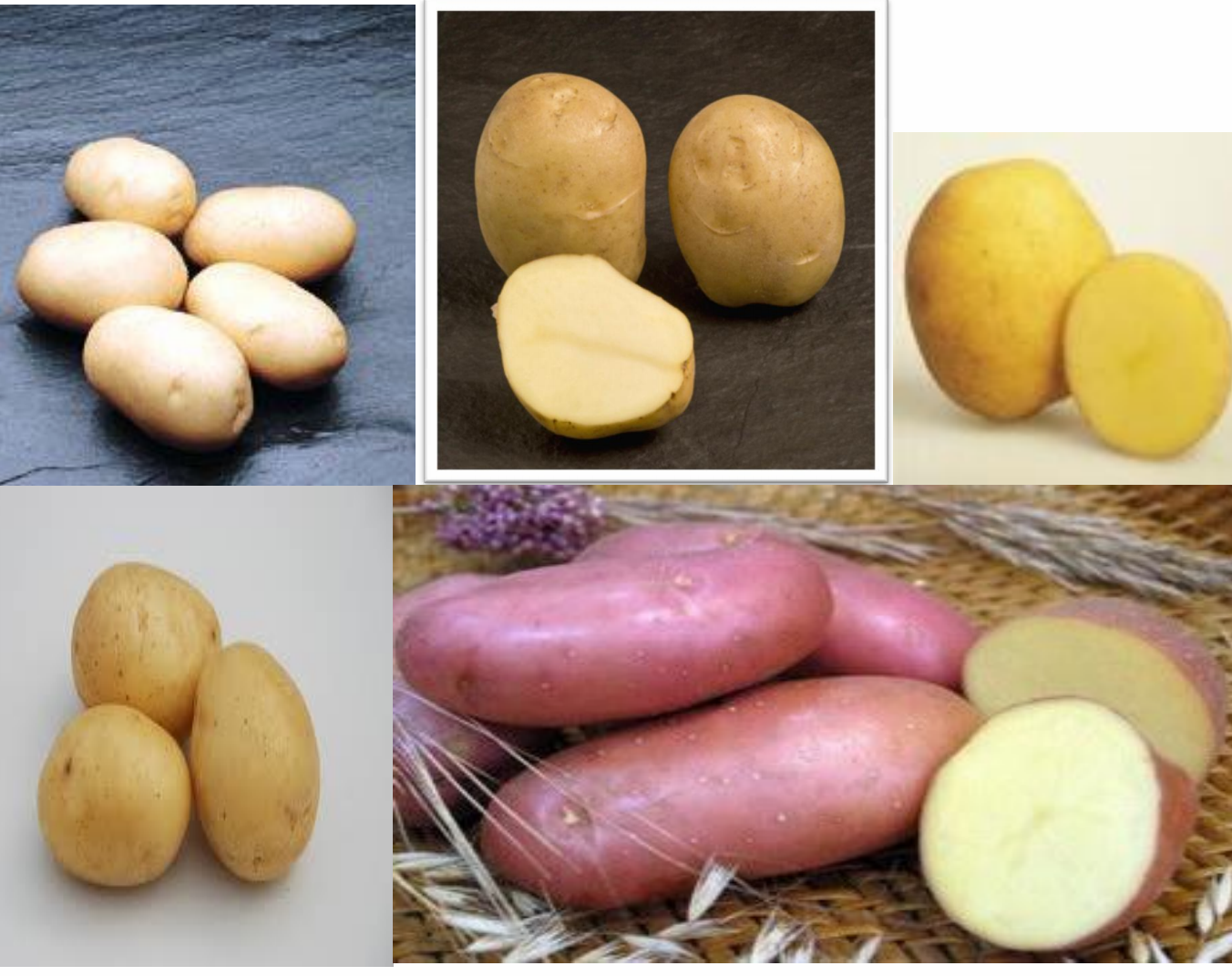 Sjemenski krumpir