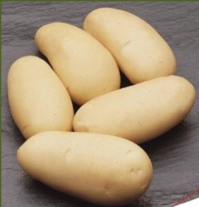 sjemenski krumpir LISETA srednje rani bijeli
